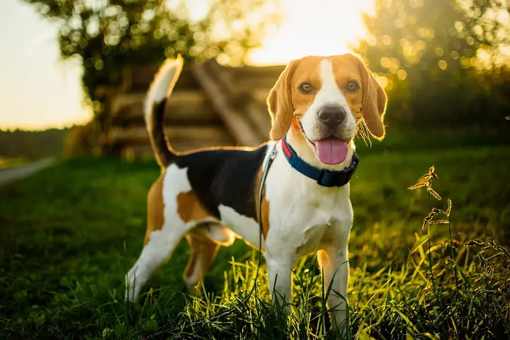 best underground dog fence
