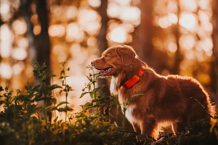 Best-Dog-GPS-Trackers