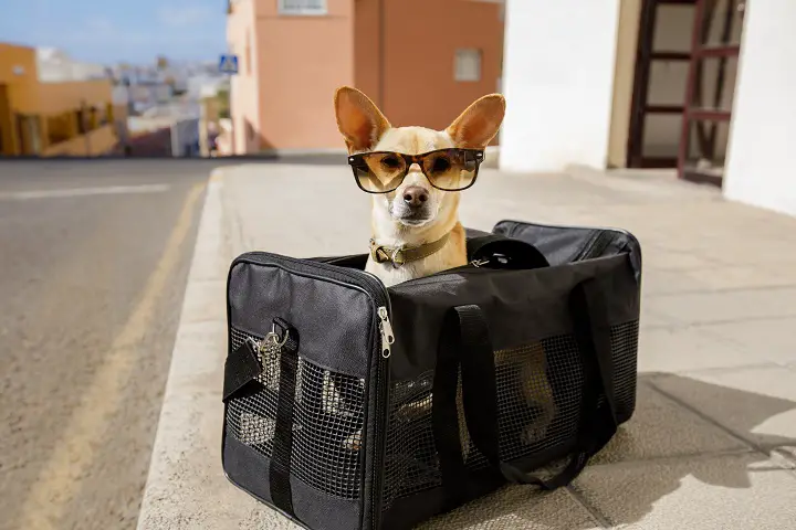 The 15 Best Motorcycle Dog Carriers of 2021