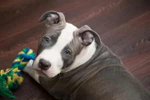 Best chew toys for Pit Bulls