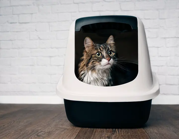 Best dog proof litter boxes