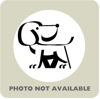 Photo-Not-Available-dog