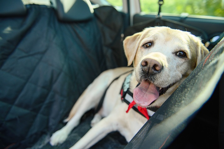 The 16 Best Dog Car Seat Covers Of 2021 - Back Seat Cover For Dogs Costco