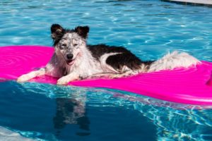 Best-Dog-Floats-for-Pool