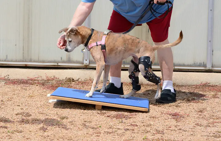 The 11 Best Dog Knee Braces Of 2021 - Diy Knee Brace For Dogs The 11 Best Dog Knee Braces Of 2021 - Diy Knee Brace For Dogs