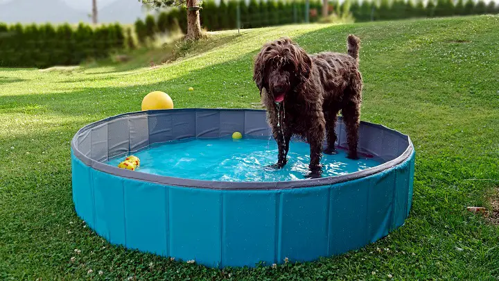 Best-Dog-Pools