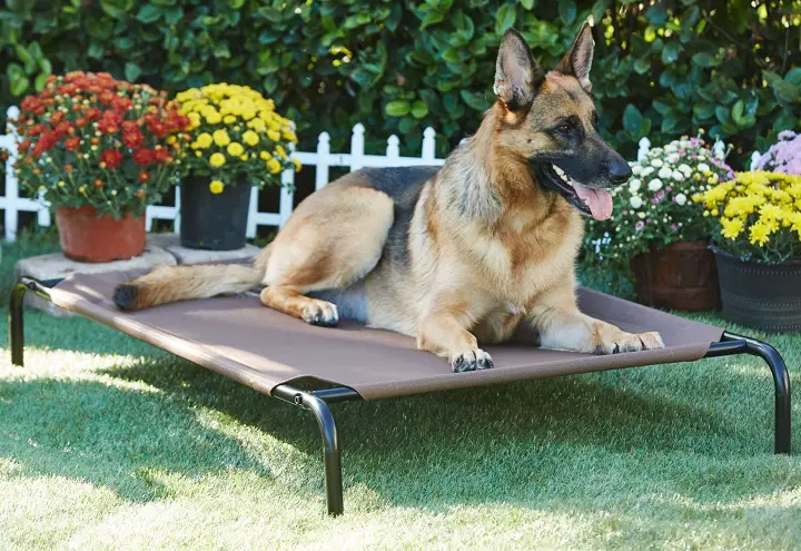 Frisco-Steel-Framed-Elevated-dog-bed