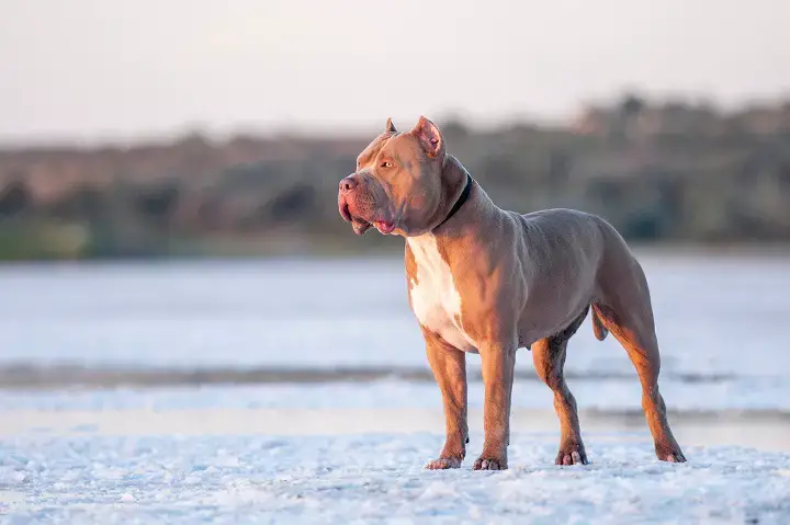 How-to-Make-your-Pitbull-Muscular