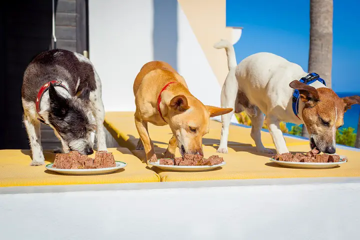 What-Times-Should-I-Feed-My-Dog