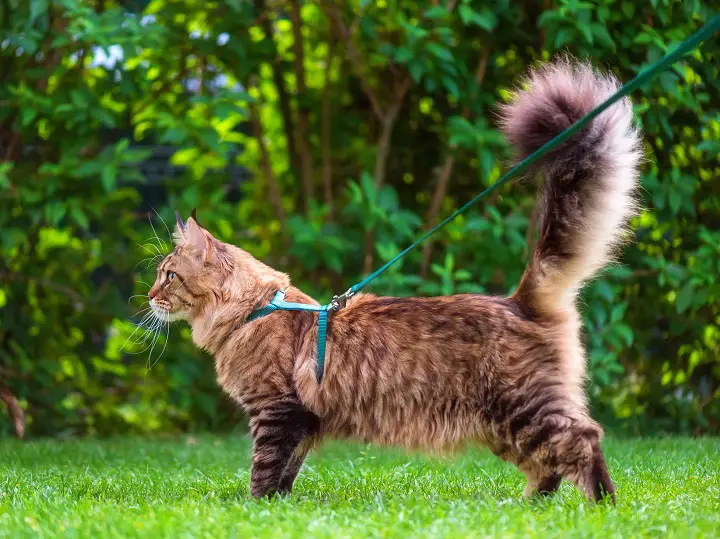 Green Extensible Stroll Harness for Kitten Rabbit Lead and Leash for Cats Ducomi Silvestro Adjustable Nylon Cat Harness 105 cm Safe Walking Harnesses Rabbits and Puppies