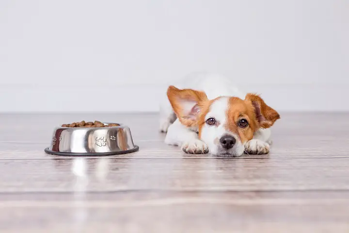best puppy food for skin and coat