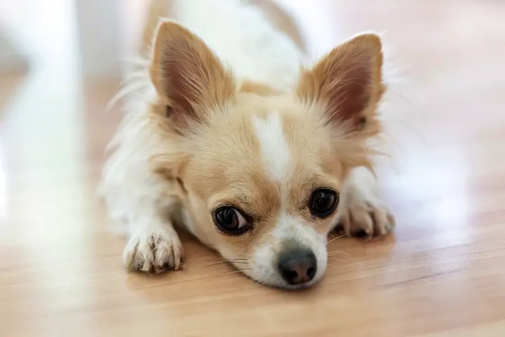 What-Variables-Influence-the-Lifespan-of-a-Chihuahua