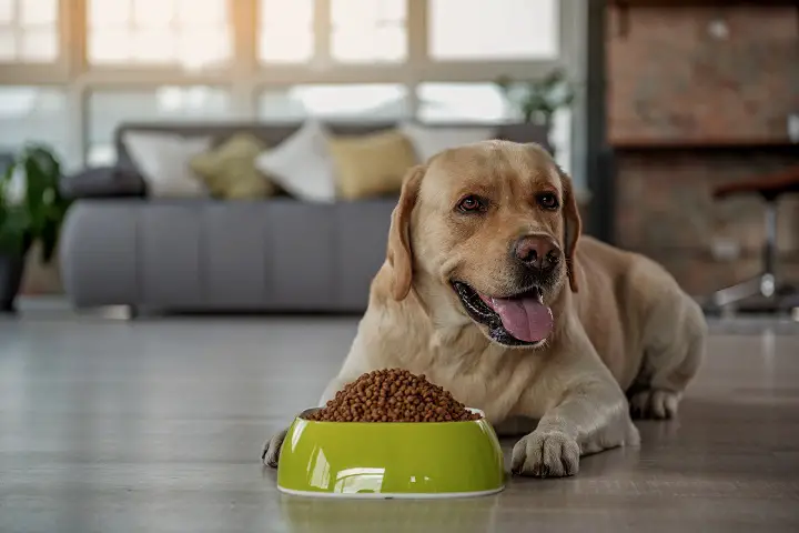 When-to-Switch-to-Adult-Dog-Food