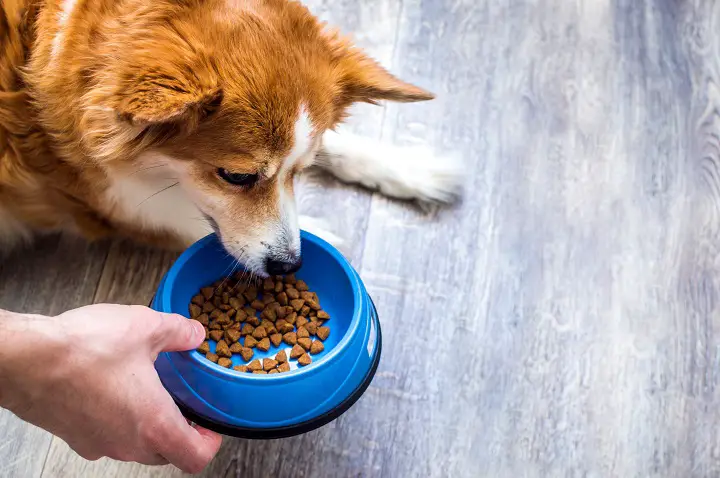 owner-feeds-dry-food-from-a-bowl-to-the-dog-on-the-kitchen-floor
