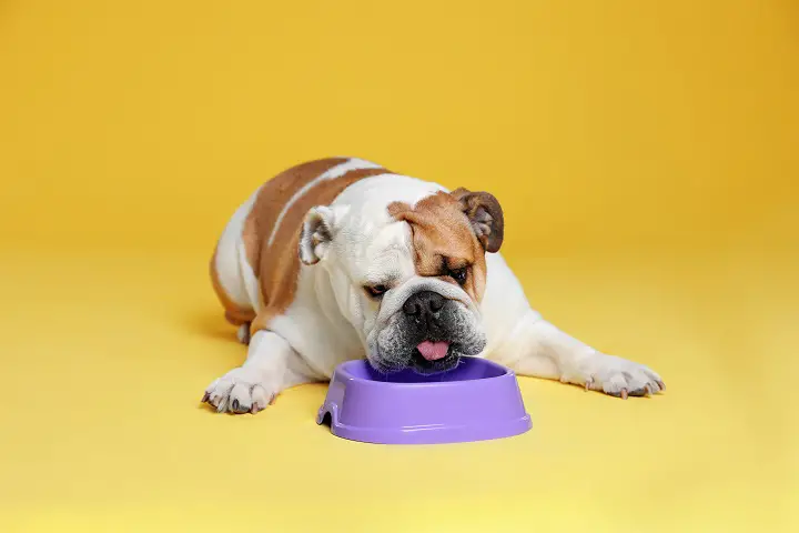 bulldog-with-feeding-bowl