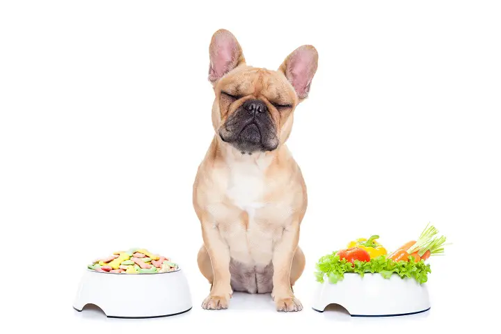 french-bulldog-dog-has-the-choice-between-right-healthy-and-wrong-unhealthy-food