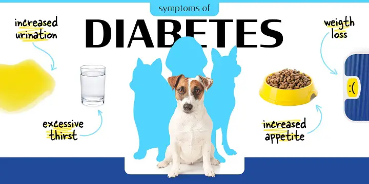 Dog with Diabetes