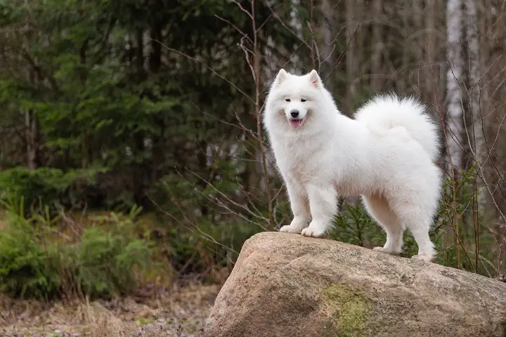 A-cute-white-Samoyed-dog