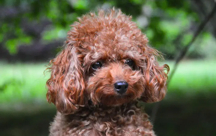 Adorable-Teacup-Poodle-with-a-green-background