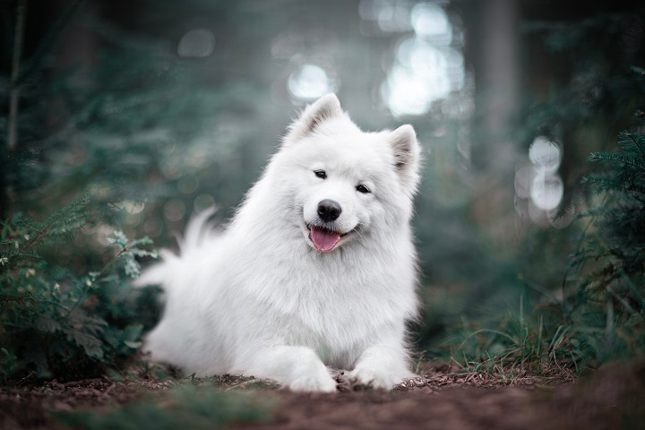 Beautiful-samoyed-polar-dog-portrait