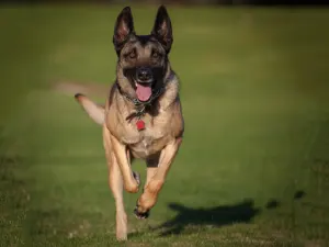 Belgian Malinois