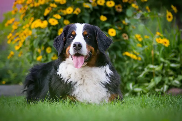 Bernese-mountain-dog-female-lie-in-the-park.-Dog-in-flowers-background