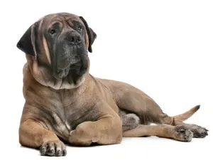 BoerBoel