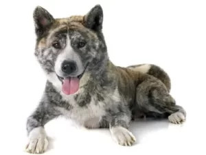 Brindle Akita