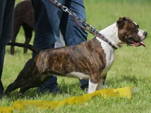 Brindle American Staffordshire Terrier