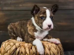 Brindle Basenji