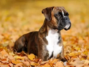 Brindle Boxer