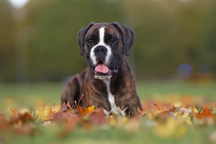 Brindle-Boxer-dog-posing-outdoors-lying-down-on-fallen-maple-leaves-in-autumn