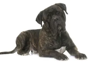 Brindle Bull Mastiff