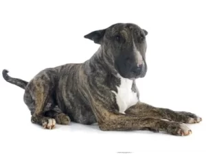 Brindle Bull Terrier