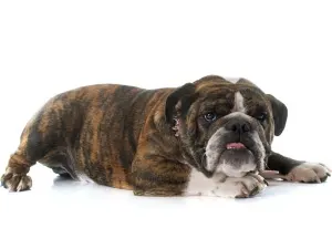 Brindle Bulldog