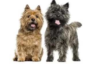 Brindle Cairn Terrier