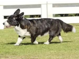 Brindle Cardigan Welsh Corgi