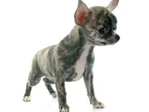 Brindle Chihuahua
