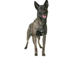 Brindle Dutch Shepherd