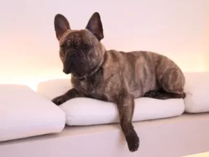 Brindle French Bulldog