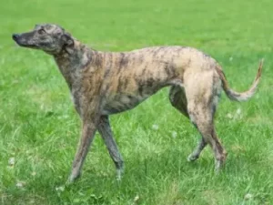 Brindle Greyhound