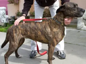 Brindle Labrador