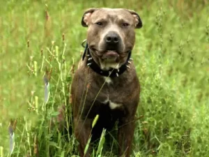 Brindle Pit Bull