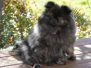 Brindle Pomeranian