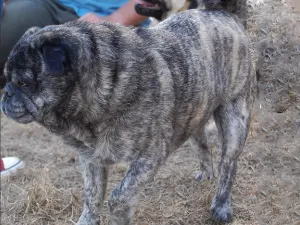 Brindle Pug