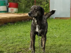 Brindle Treeing Tennessee