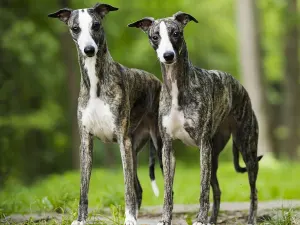 Brindle Whippet