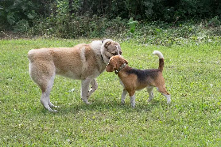  Central-asian-shepherd-dog-puppy-and-english-beagle-puppy-are-standing-on-a-green-grass-in-the-summer-park.-Pet-animals.-Purebred-dog