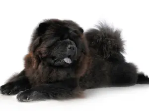 Chow Chow