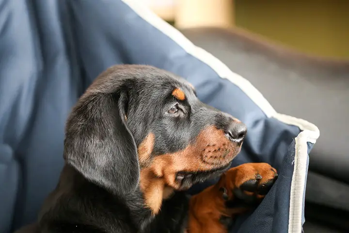 Close-up-of-9-week-old-Rottweiler-cross-Doberman-puppy